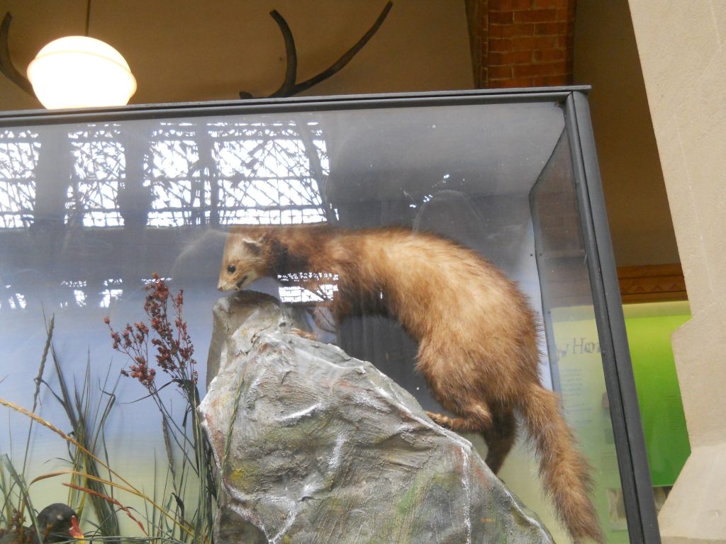 Polecat, “duck” and flowers